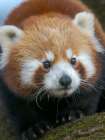 Red Panda or Lesser Panda in Hellabrunn Zoo in Munich. Germany, Munich Art Print